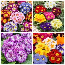 200+Mixed Primrose Primula