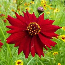 Coreopsis tinctoria dwarf