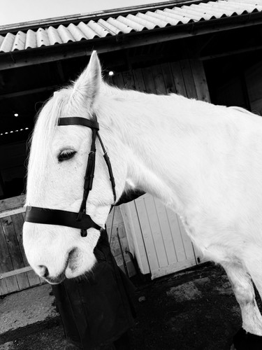 Clearance draft hunter bridle - clearance,