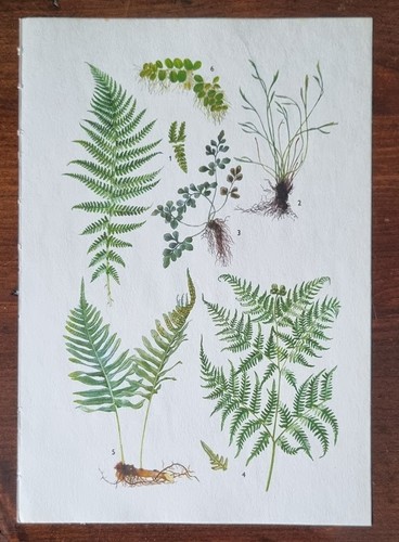 Antique botany ferns - ferns, &