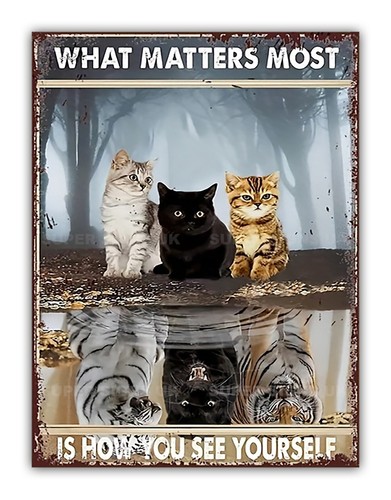 Funny cat reflection - funny,