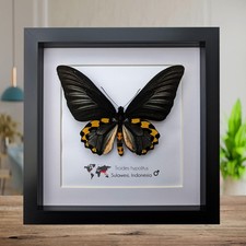 Framed Troides hypolitus