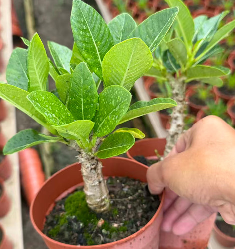 10pcs rare pachypodium - rare,