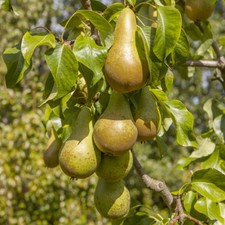 Fruit tree conference pear - tree,,