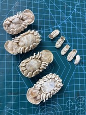 Very Rare Elthusa splendida