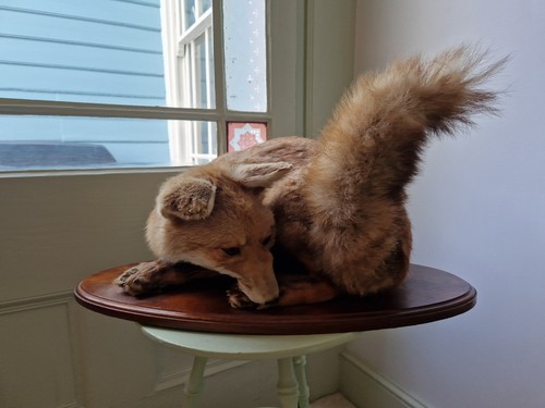 Rare antique taxidermy fox - taxidermy,