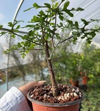 Dia 1.3cm Adenia perrieri WYSIWYG cutting Boutique Feature