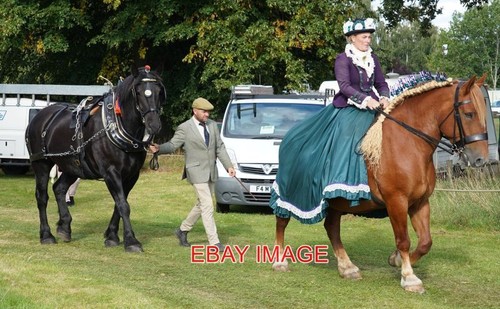 Photo heavy horses suffolk - -,