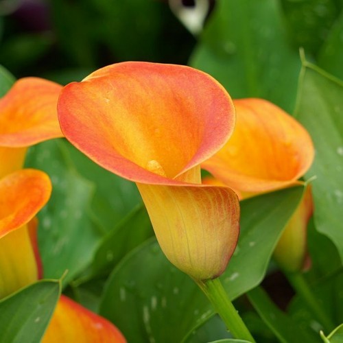 Calla lily giant bulb - calla,