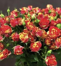  Compact Border Spray Rose