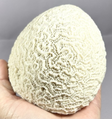 Brain coral lbs natural - brain, 1.4
