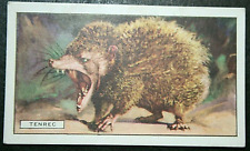 TENREC  Madagascan Mammal   Vintage 1937 Illustrated Wildlife Card  DE22M