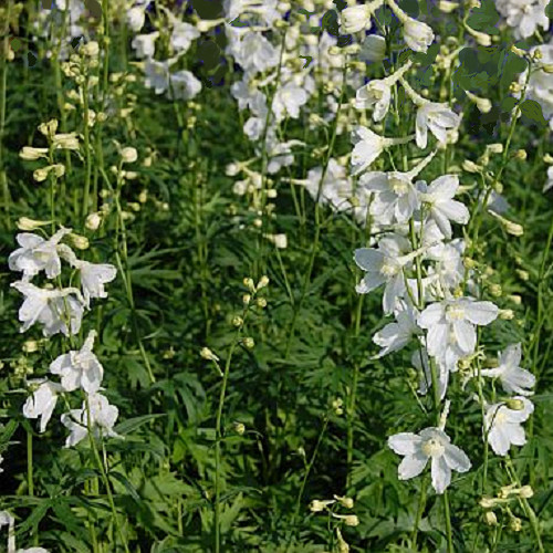 Delphinium belladonna - delphinium,