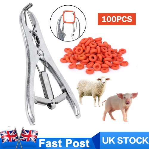 Sheep lamb castration - lamb,