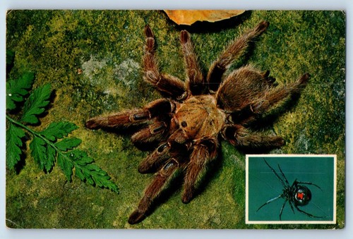 Tarantula and black - tarantula,