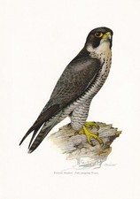 1960 PEREGRINE FALCON Bird Print - Vintage Wall Art - Decor - 7.5 x 10.6 Inches