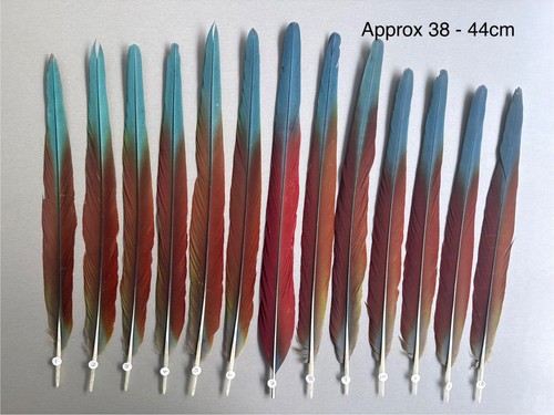Parrot macaw feather crafts - parrot,