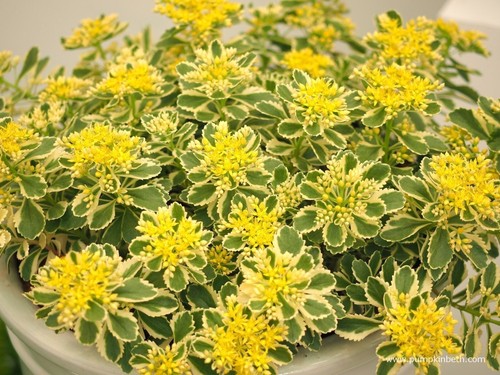 Sedum atlanta plug plant - x,