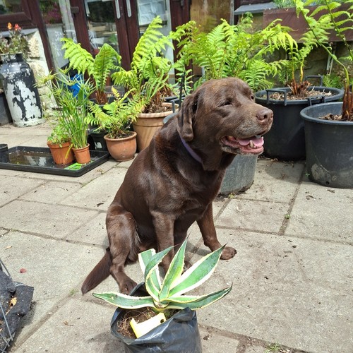 Agave americana variegata - americana,