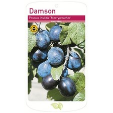 Damson Merryweather  Tree, Root Wrapped