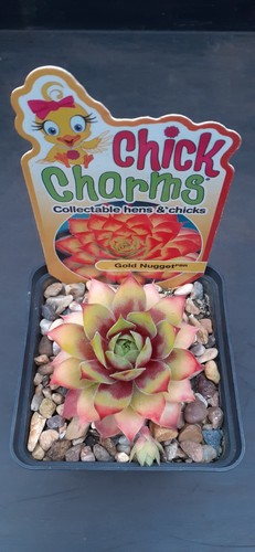 Sempervivum gold nugget - sempervivum, 'gold