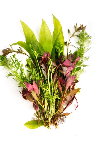 Live aquarium plants 50 - live,