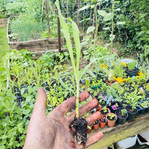 Sweetcorn organic grown - grown, plug