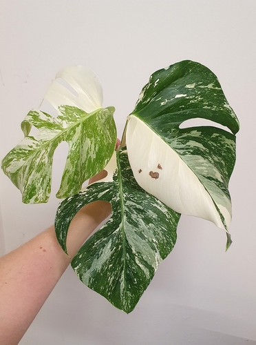 Monstera albo variegata rooted - monstera,