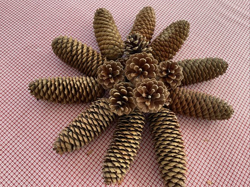 Extra large pine cones - 10,