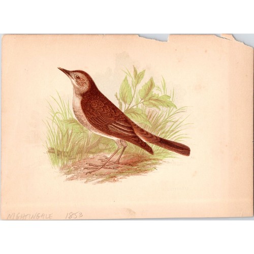 Nightingale original antique - nightingale,