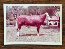 Vintage Hereford Cow