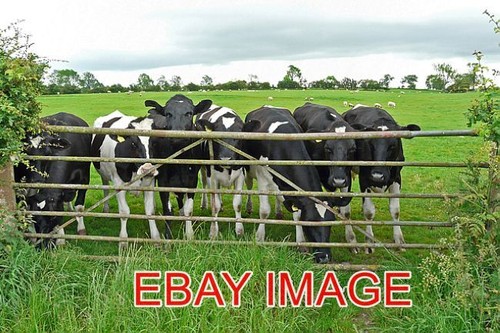 Photo cattle like - , to