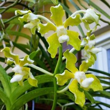 Rare Vanda tessellata var. flava orchid plant