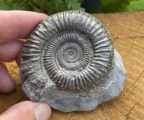 Dactylioceras ammonite fossil - dactylioceras,