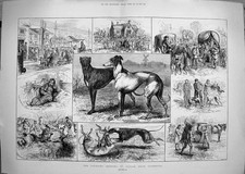 Antique Old Print 1881 Hare