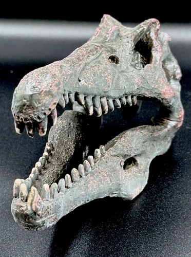Spinosaurus dinosaur skull - spinosaurus,