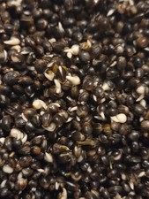 Prepared Hemp Seeds, Particle