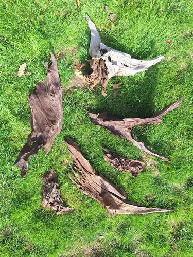 Natural bogwood driftwood - natural,