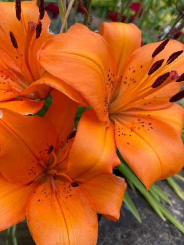 Three orange tiger lily - tiger,