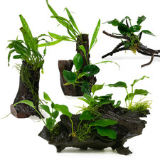 Medium Planted Driftwood