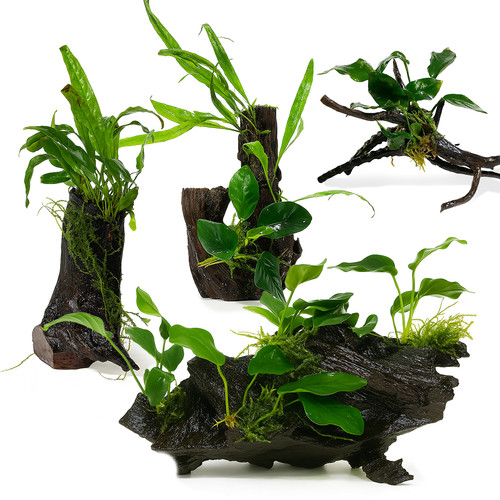 Medium planted driftwood - medium,