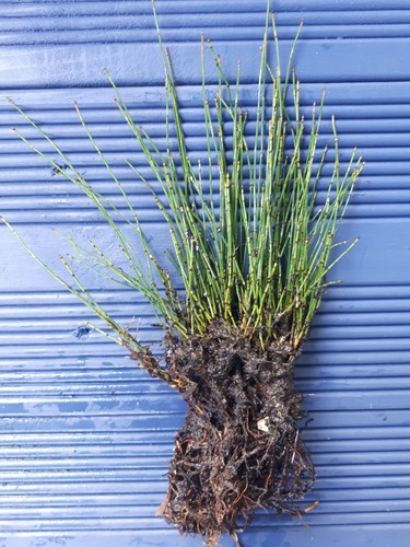 Dwarf horsetail equisetum - horsetail,