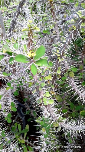 Euphorbia croizatii exotic - euphorbia,