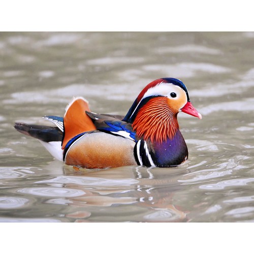Animal photo bird - animal, male