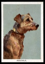AIREDALE TERRIER Walker