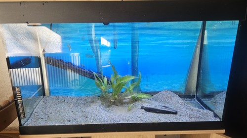 Aquarium fish tank - aquarium,