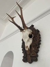 Antlers of a Roe Deer GH77