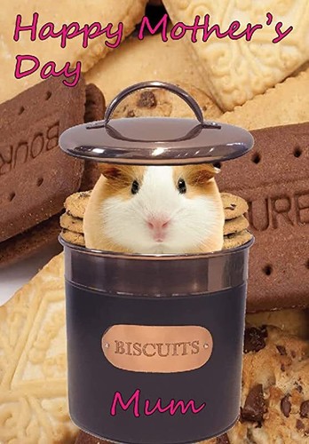 Bt52 guinea pig hiding - bt52,