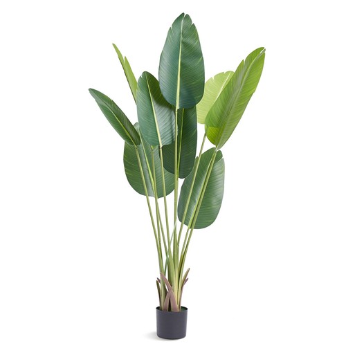 Uimoso bird paradise 5ft - bird, of