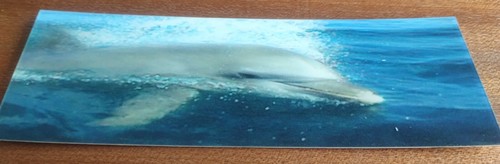 Awesome dolphin - 3d, 🐬